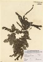 藏品(假木豆)的圖片